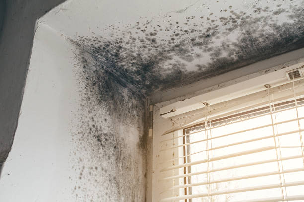 Affordable Mold Cleanup solutions in Lyndhurst, NJ