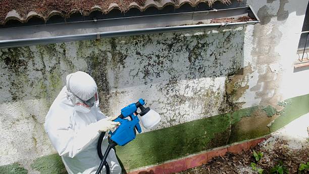 Trusted Commercial Mold Remediation service in Lyndhurst, NJ - Cheap Mold Removal